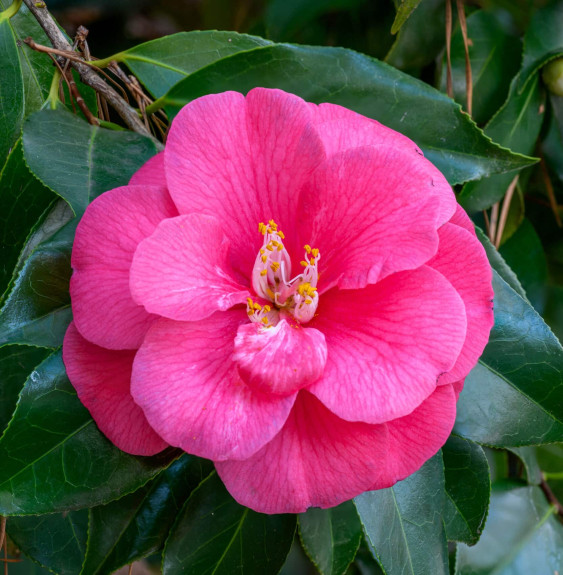 Pépinières Français PF_Camellia-j Camellia japonica / Camelia