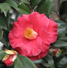 Camellia japonica / Camelia