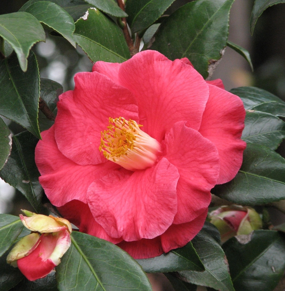 Camellia japonica / Camelia