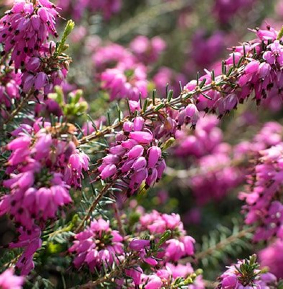 Erica x carnea / Bruyère