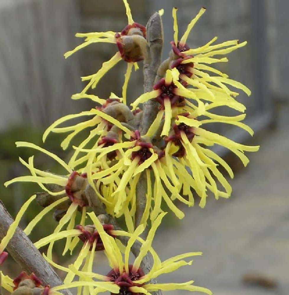 Pépinières Français PF_Hamamelis Hamamelis mollis / Noisetier de sorcière