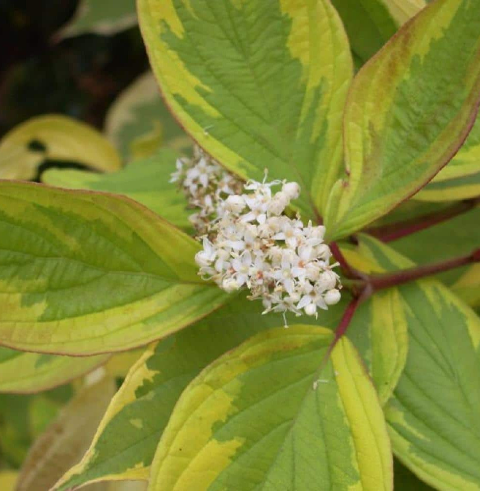 CORNUS alba ‘Gouchaultii’  / Cornouiller blanc 'Gouchaultii