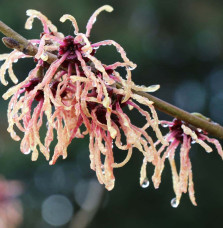 Hamamelis mollis / Noisetier de sorcière