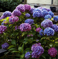 HYDRANGEA macrophylla / Hortensia