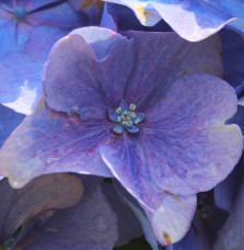 HYDRANGEA macrophylla / Hortensia