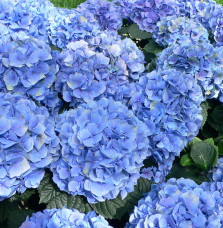 HYDRANGEA macrophylla / Hortensia