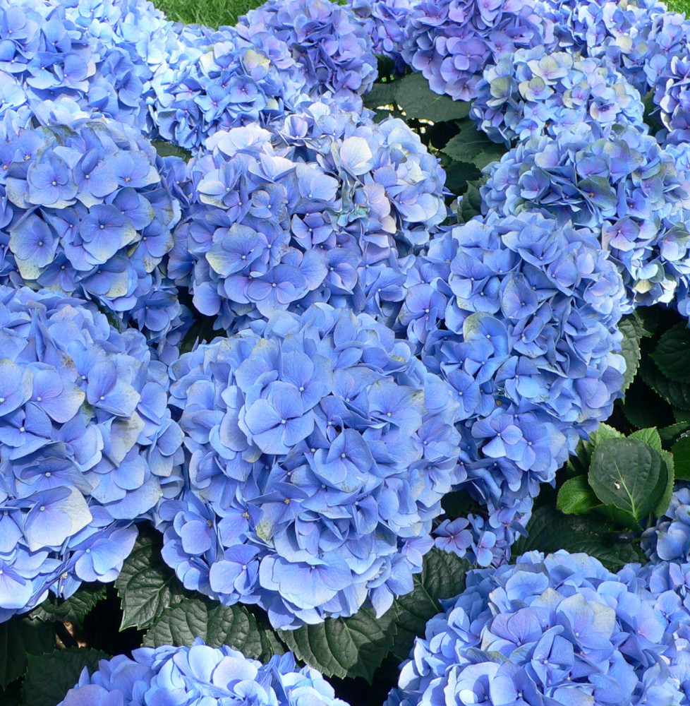 HYDRANGEA macrophylla / Hortensia