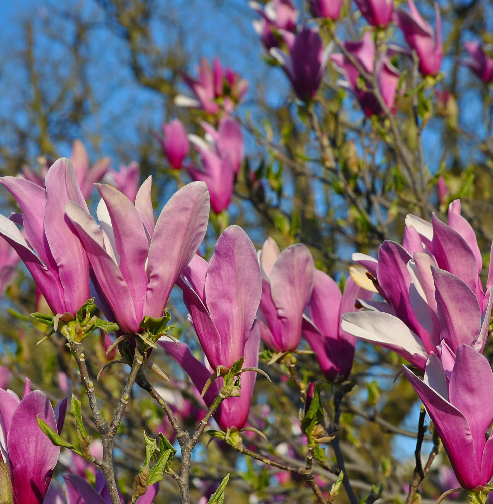 MAGNOLIA liliiflora ‘Nigra’ / Magnolia à fleurs de lis 'Nigra'