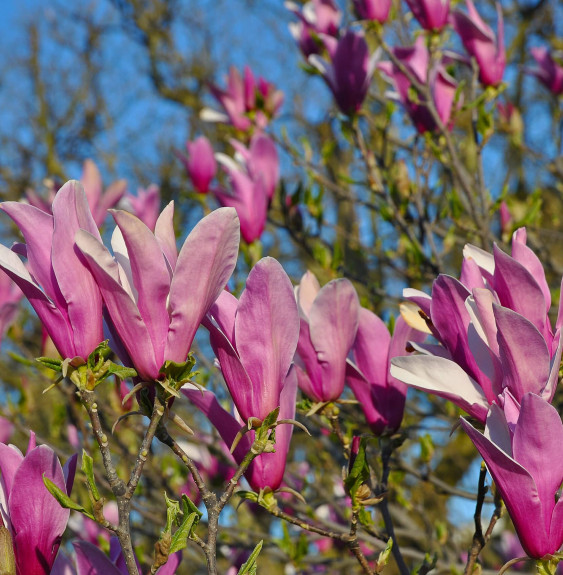 Pépinières Français PF_MAGNOLIA-l MAGNOLIA liliiflora ‘Nigra’ / Magnolia à fleurs de lis 'Nigra'