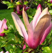 MAGNOLIA liliiflora ‘Nigra’ / Magnolia à fleurs de lis 'Nigra'