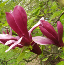 MAGNOLIA liliiflora ‘Nigra’ / Magnolia à fleurs de lis 'Nigra'