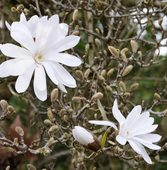 Pépinières Français PF_MAGNOLIA-s MAGNOLIA stellata / Magnolia étoilé