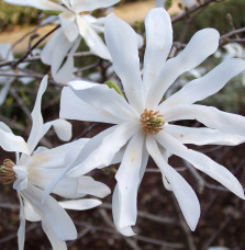 MAGNOLIA stellata / Magnolia étoilé