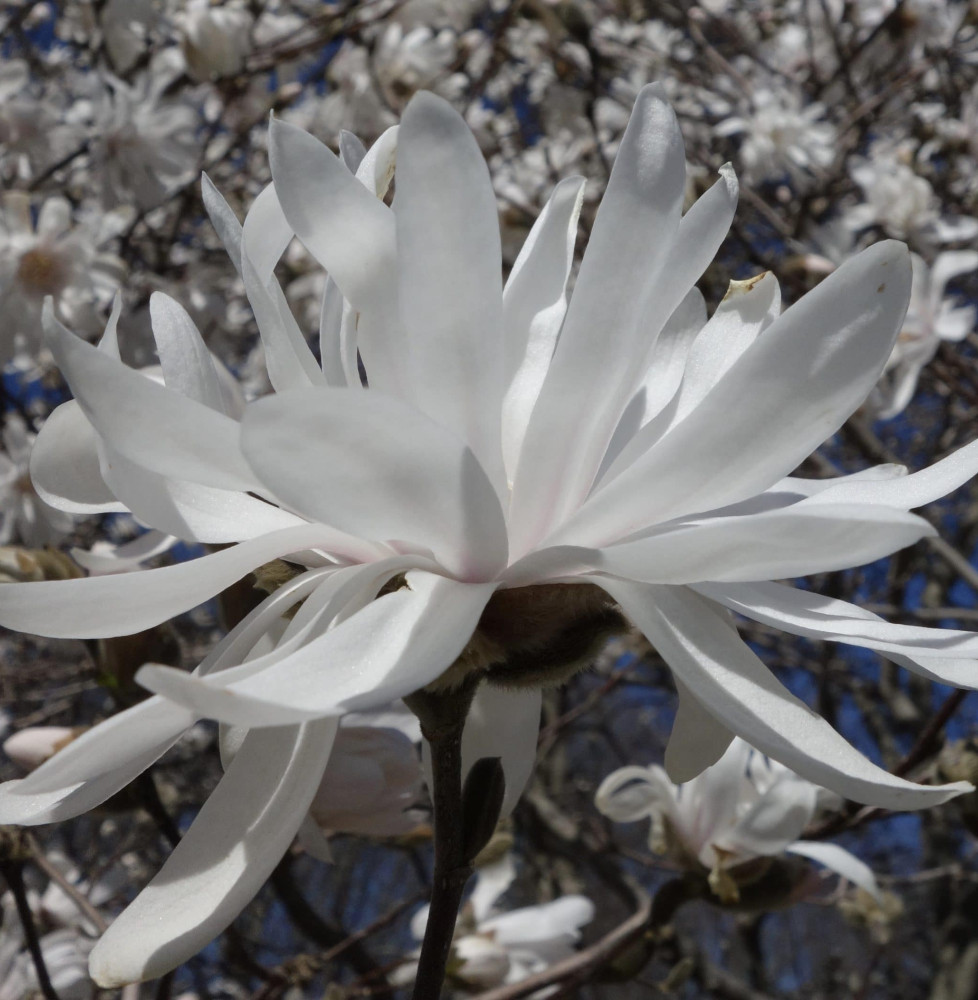 MAGNOLIA stellata / Magnolia étoilé