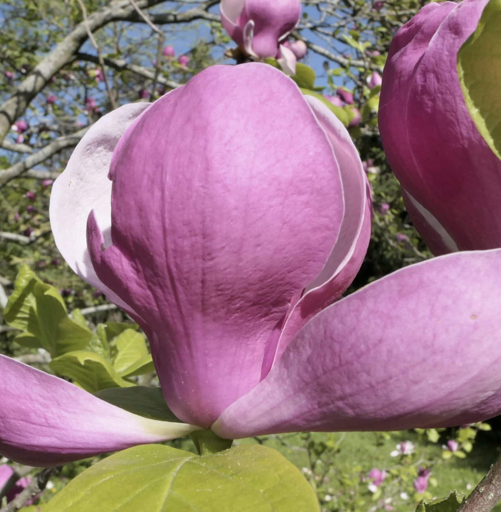 MAGNOLIA x soulangeana / Magnolia de Soulange