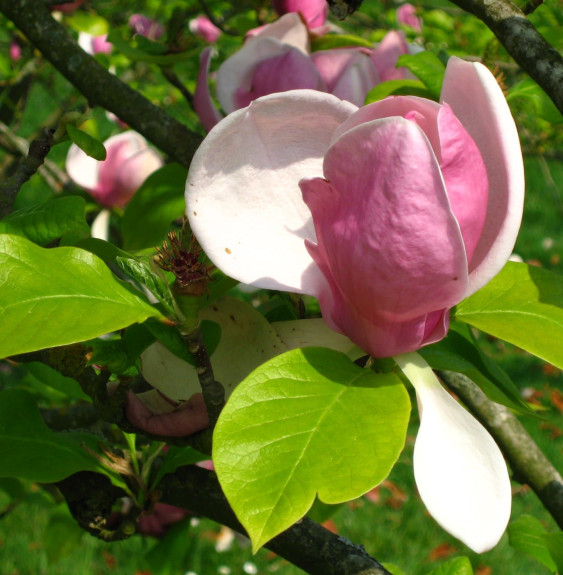 MAGNOLIA x soulangeana / Magnolia de Soulange