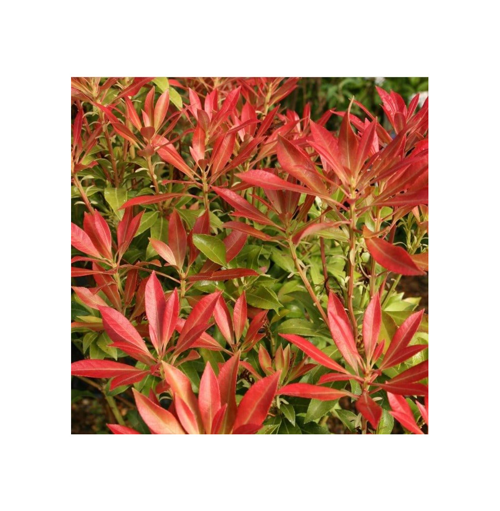 PIERIS ‘Forest Flame’   / Andromède 'Forest Flame'