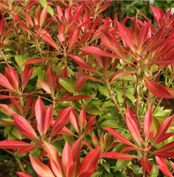 PIERIS ‘Forest Flame’   / Andromède 'Forest Flame'