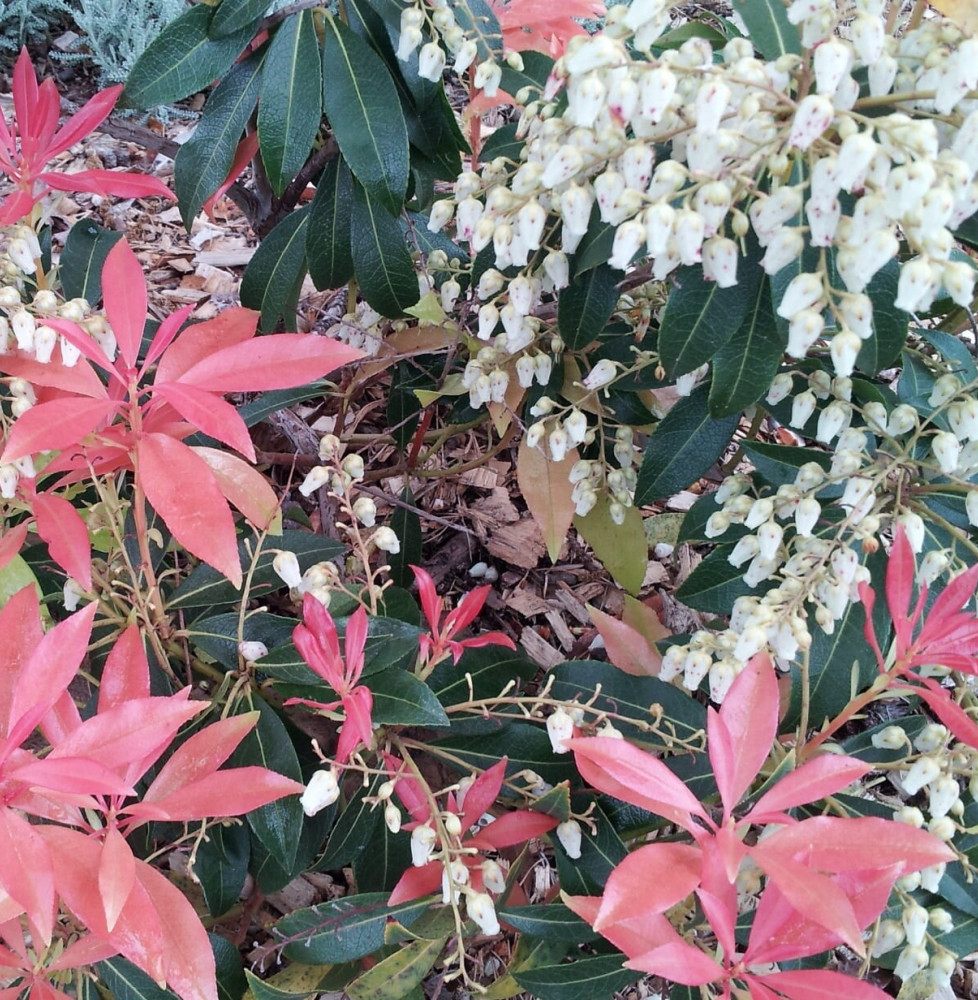 PIERIS ‘Forest Flame’   / Andromède 'Forest Flame'