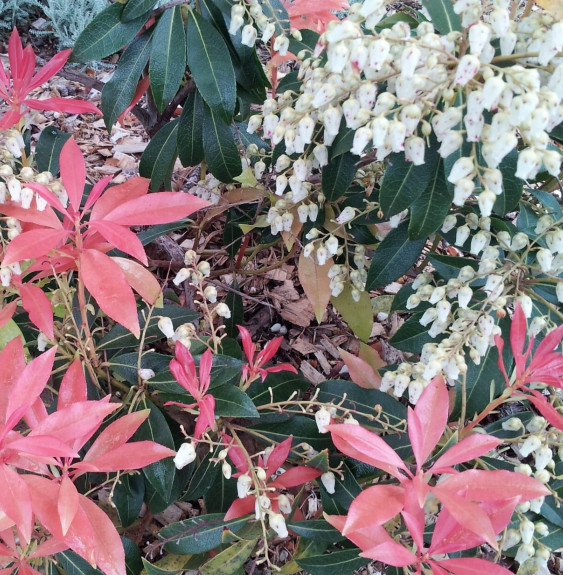 PIERIS ‘Forest Flame’   / Andromède 'Forest Flame'