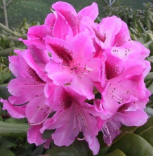 Rhododendron hybride / Rhododendron