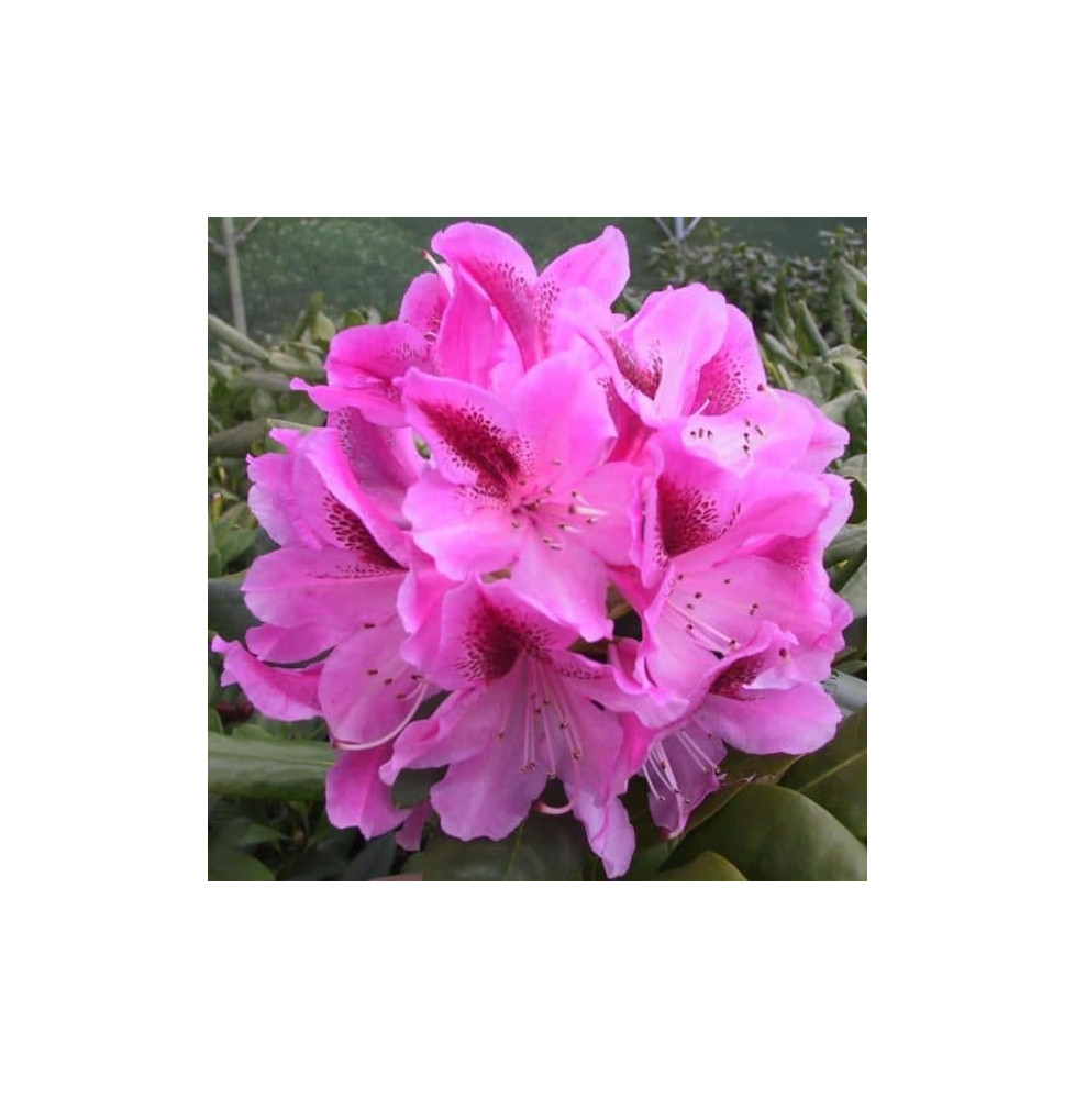 Rhododendron hybride / Rhododendron