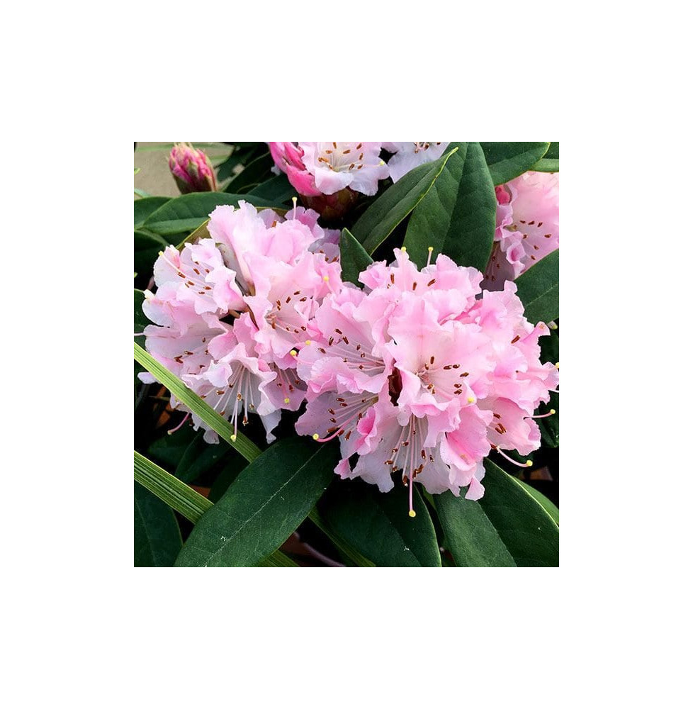 Rhododendron hybride / Rhododendron