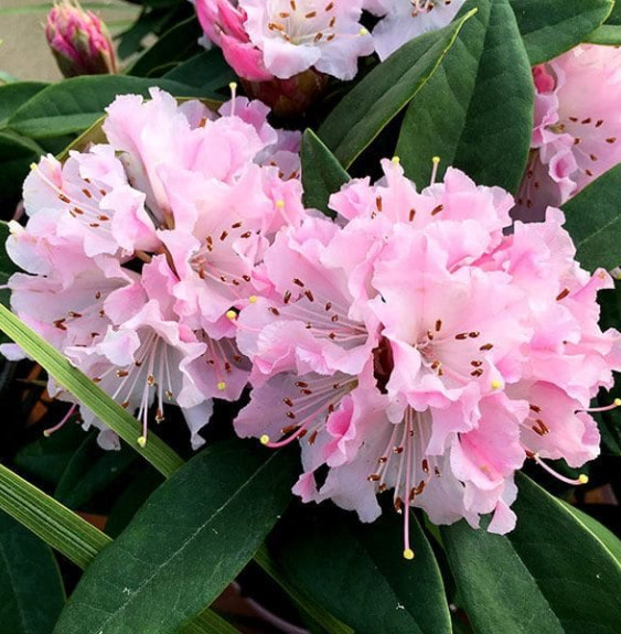 Pépinières Français PF_Rhododendr Rhododendron hybride / Rhododendron