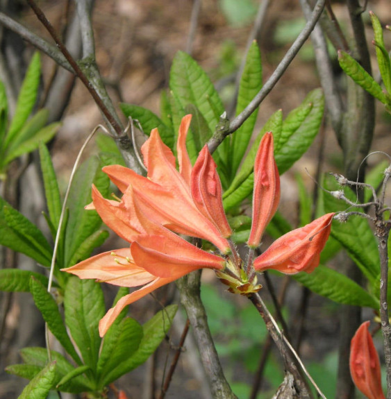 Rhododendron molle / Azalée mollis