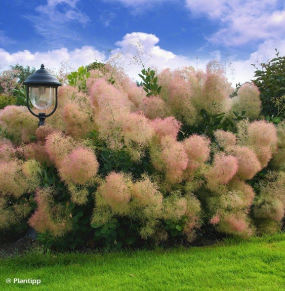 COTINUS 'Young Lady' / Arbre à perruque 'Young Lady'