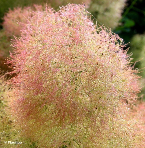 COTINUS 'Young Lady' / Arbre à perruque 'Young Lady'