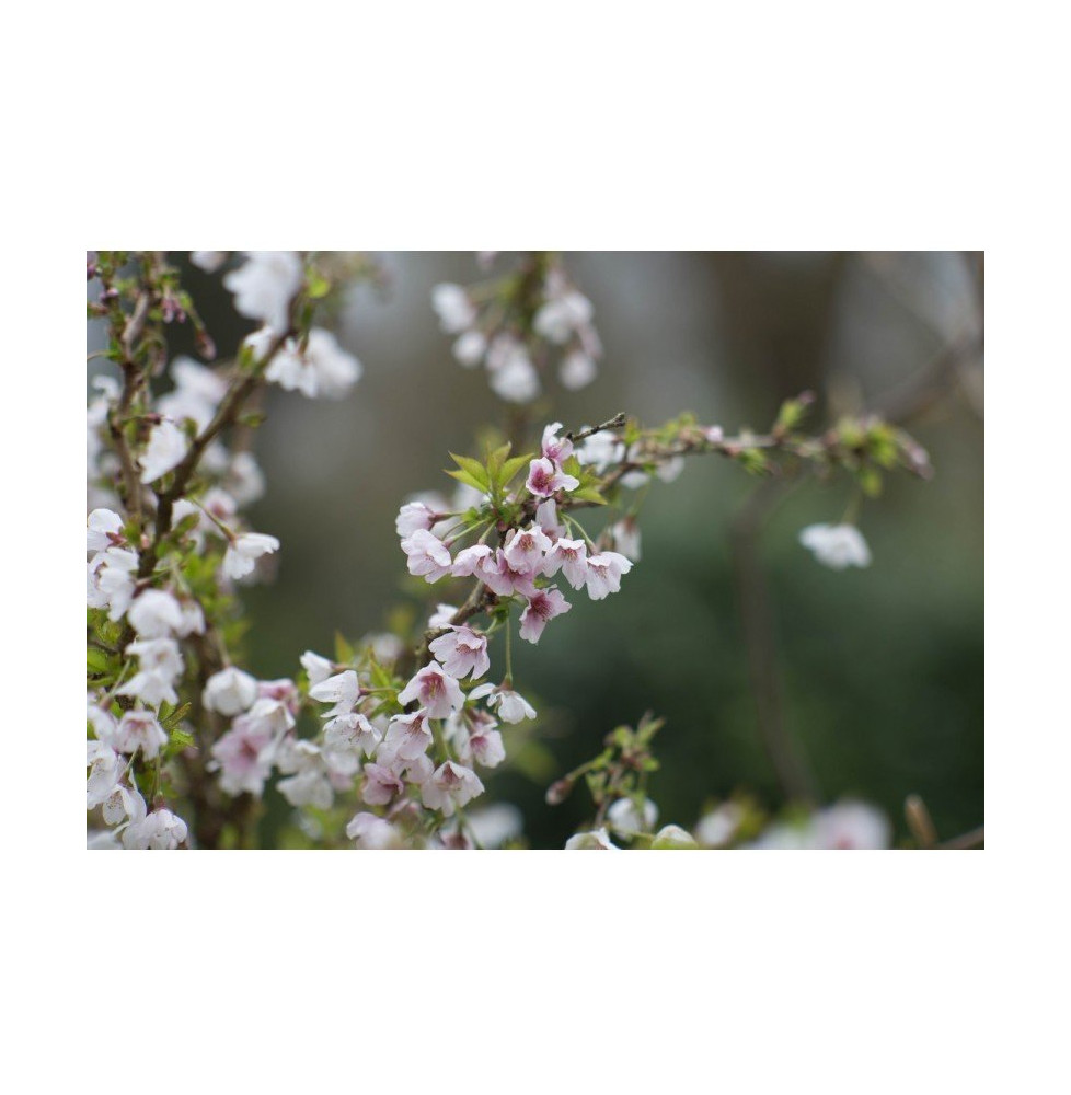 PRUNUS incisa 'Kojo No Mai' / Cerisier à fleurs nain du japon