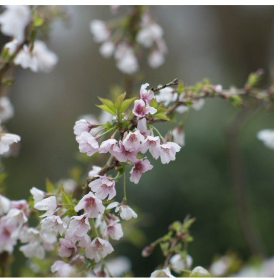 PRUNUS incisa 'Kojo No Mai' / Cerisier à fleurs nain du japon