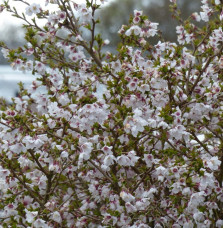 PRUNUS incisa 'Kojo No Mai' / Cerisier à fleurs nain du japon