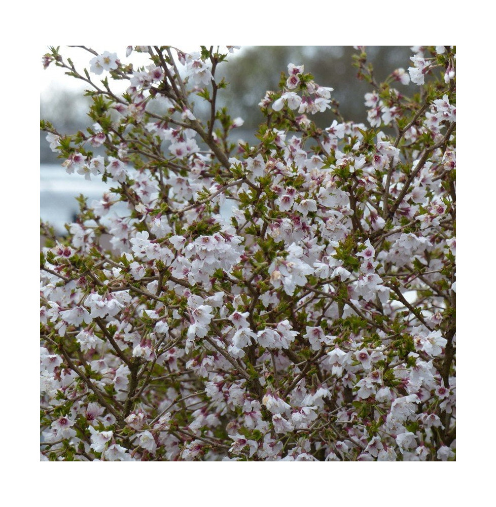 PRUNUS incisa 'Kojo No Mai' / Cerisier à fleurs nain du japon