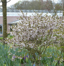 PRUNUS incisa 'Kojo No Mai' / Cerisier à fleurs nain du japon