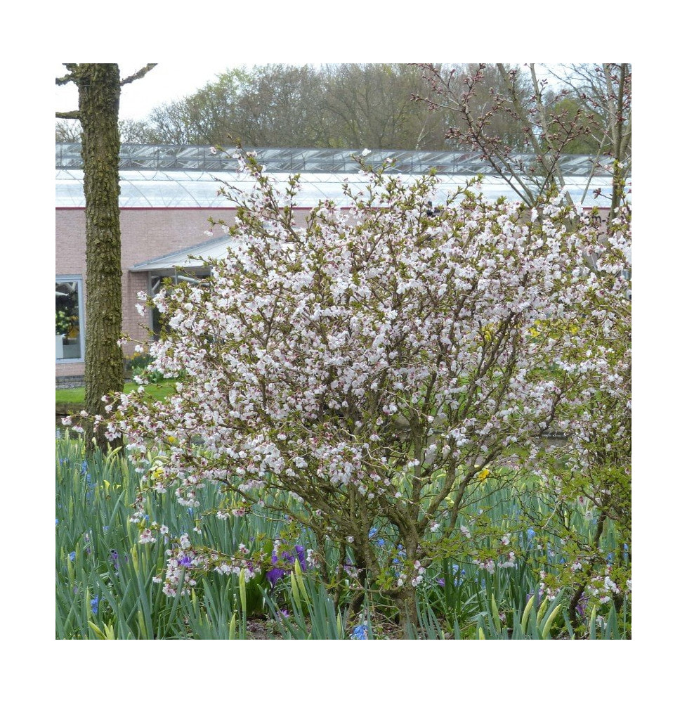 PRUNUS incisa 'Kojo No Mai' / Cerisier à fleurs nain du japon