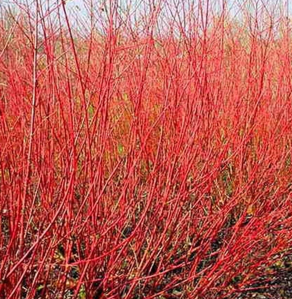 CORNUS alba ‘Sibirica’ / Cornouiller blanc 'Sibirica'