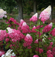 Pépinières Français PF_HYDRANGEA68 HYDRANGEA paniculate ‘Fraise Melba’ / Hortensia paniculate ‘Fraise Melba’®