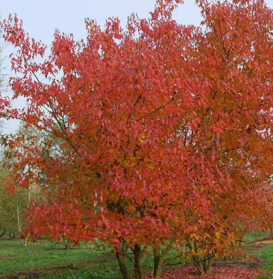 Pépinières Français PF_ACER-tatar ACER tataricum ‘Ginnala' / Érable du fleuve Amour