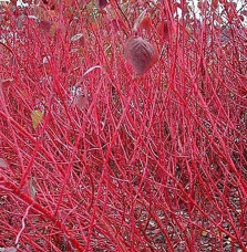 CORNUS alba ‘Sibirica’ / Cornouiller blanc 'Sibirica'