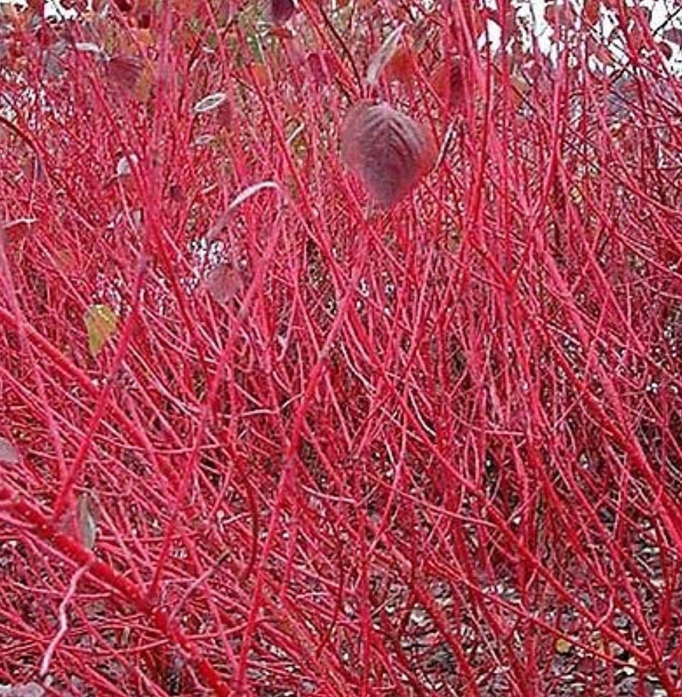 CORNUS alba ‘Sibirica’ / Cornouiller blanc 'Sibirica'