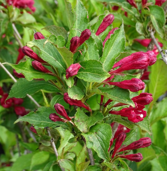 WEIGELA ‘Red Prince’  / Weigela 'Red Prince'