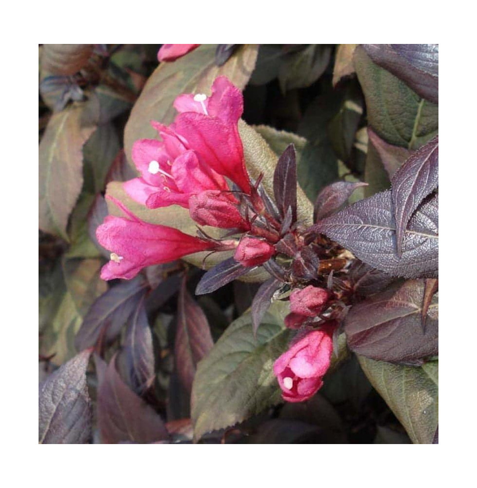 WEIGELA florida 'Alexandra' / Weigela florida 'Alexandra'