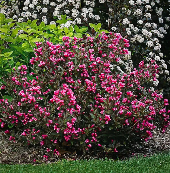 WEIGELA florida 'Alexandra' / Weigela florida 'Alexandra'