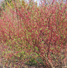 CORNUS alba ‘Sibirica’ / Cornouiller blanc 'Sibirica'