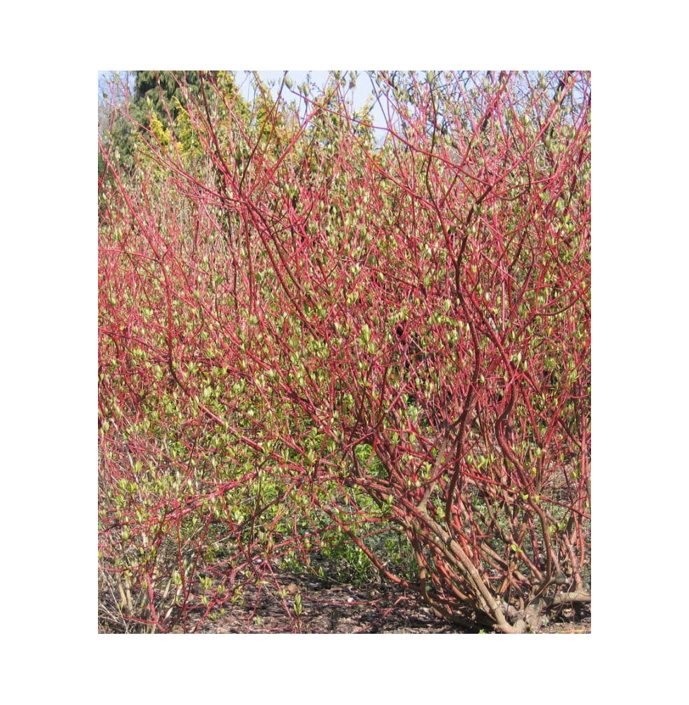 CORNUS alba ‘Sibirica’ / Cornouiller blanc 'Sibirica'