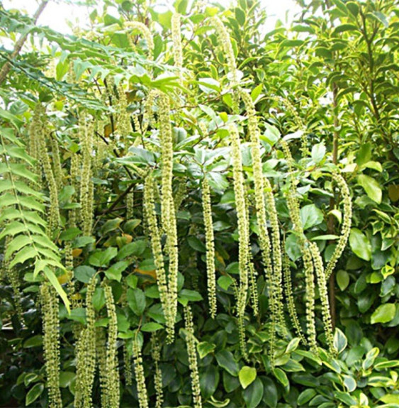 Pépinières Français PF_ITEA-ilici ITEA ilicifolia / Itéa à feuilles de houx