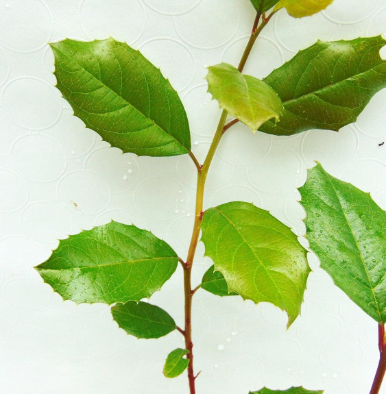 Pépinières Français PF_ITEA-ilici ITEA ilicifolia / Itéa à feuilles de houx