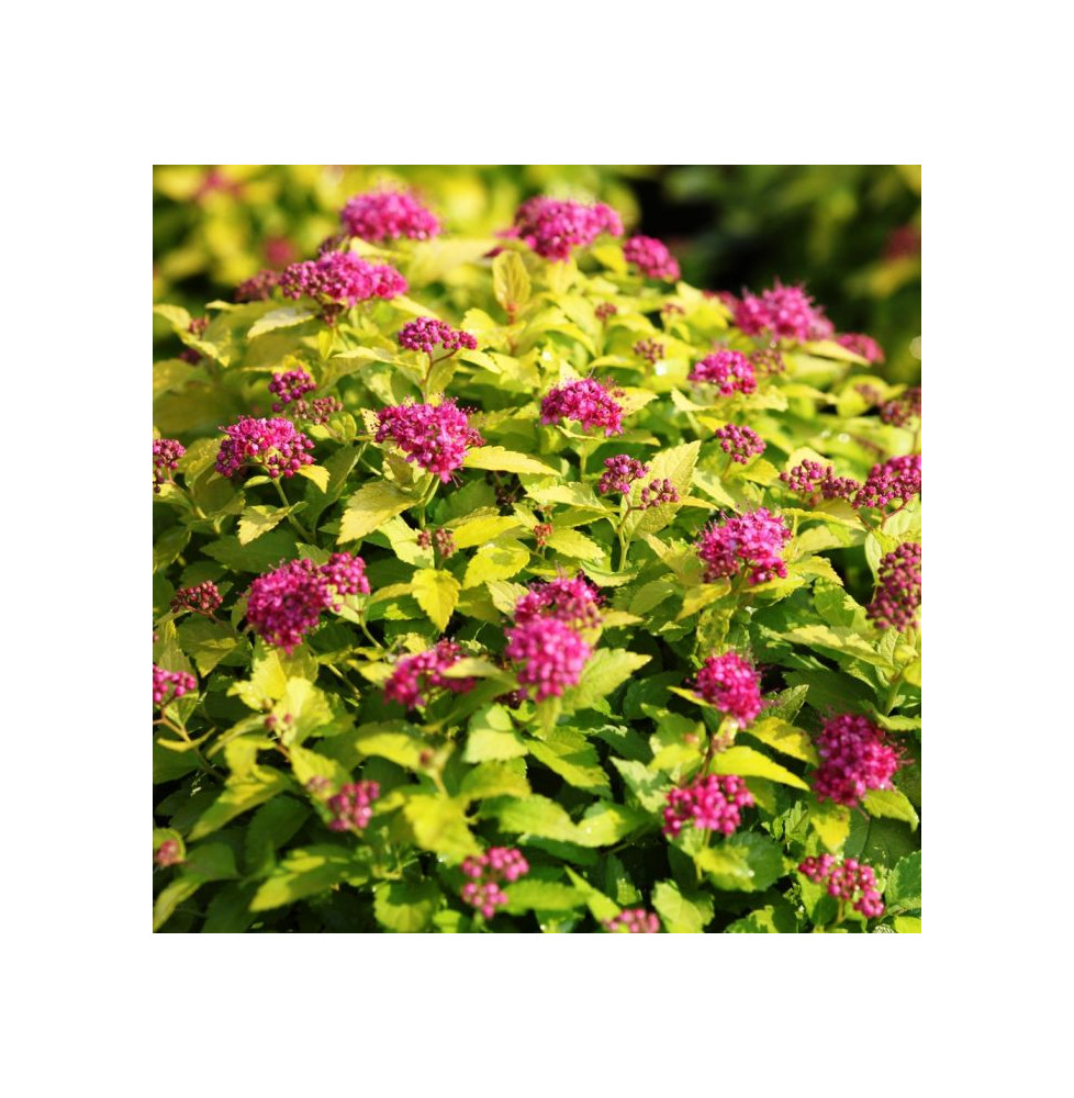 SPIRAEA japonica ‘Golden Princess’  / Spirée japonaise 'Golden Princess'